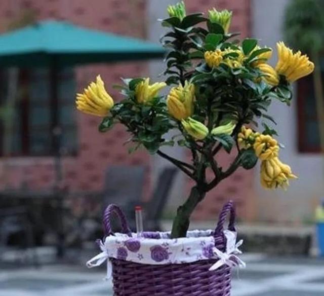 佛手果多少钱一斤，佛手多少钱一斤（年收入几十万不是梦）