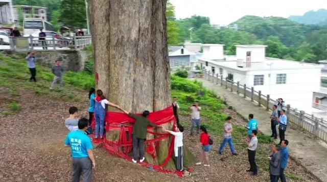 金丝楠木树苗适合哪些地方种植,金丝楠木树苗适合哪些地方种植小叶紫檀(树苗12元一株为何没人种植) 金丝楠木树苗适合哪些地方种植,金丝楠木树苗适合哪些地方种植小叶紫檀(树苗12元一株为何没人种植)