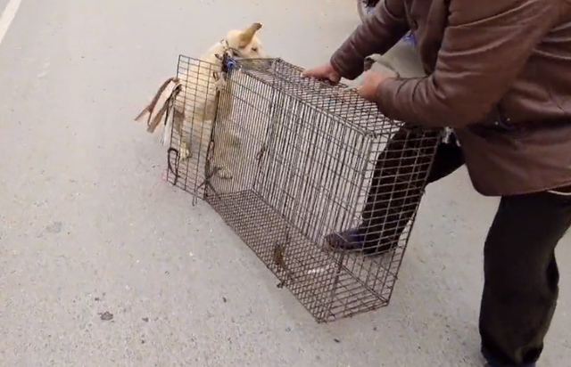 拉布拉多幼犬价格多少钱一只，拉布拉多犬幼犬价格（拉布拉多幼犬价格）