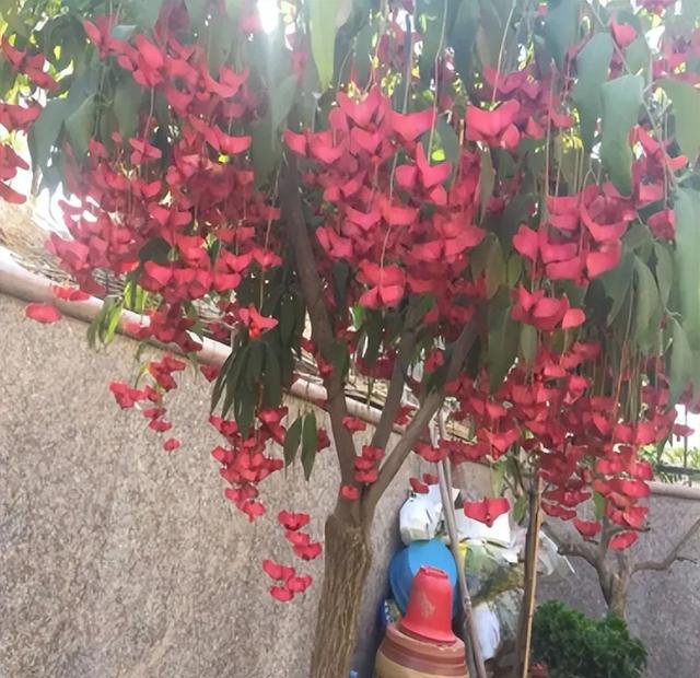 冬天有什么花开放，冬季开花的花卉有哪些（8种“稀罕花”）