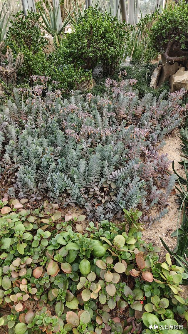 深圳市仙湖植物园，深圳仙湖植物园适合夏天逛吗（深圳仙湖植物园现场实拍图来了）