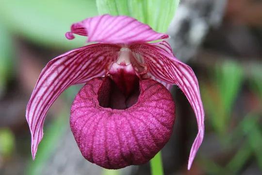 世界稀有名花图片(有认识的吗?附赠美图欣赏) - 彝家农业网