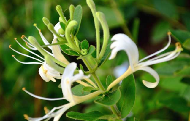 金银花孕妇能泡水喝吗，孕妇能不能喝金银花茶（老中医最爱养的五种花之“金银花”）