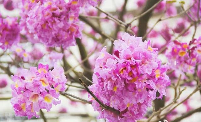 紫花风铃木可以盆栽吗，紫花风铃木北方能成活吗（分享——紫花风铃木）