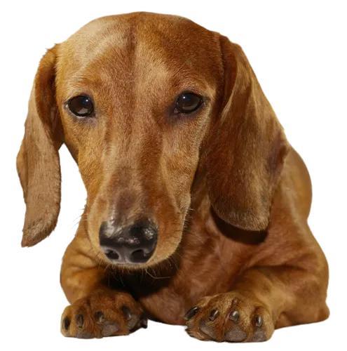 长毛腊肠犬多少钱,长毛腊肠犬多少钱一只(长毛腊肠犬多少钱一条)