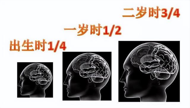 腦部幾歲基本發育完善,幾歲大腦發育完成(0-3歲是大腦發育黃金期)