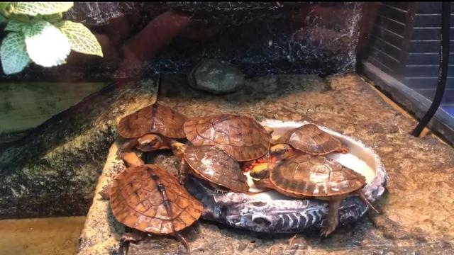 金钱龟，金钱龟什么价格，欢迎探讨（金钱龟的养殖方法和注意事项）