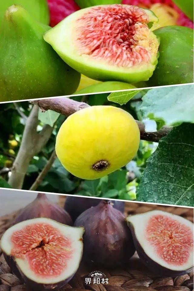 雪莲果图片，这13种水果因为名字被误解（雪莲果图片叶子图片）