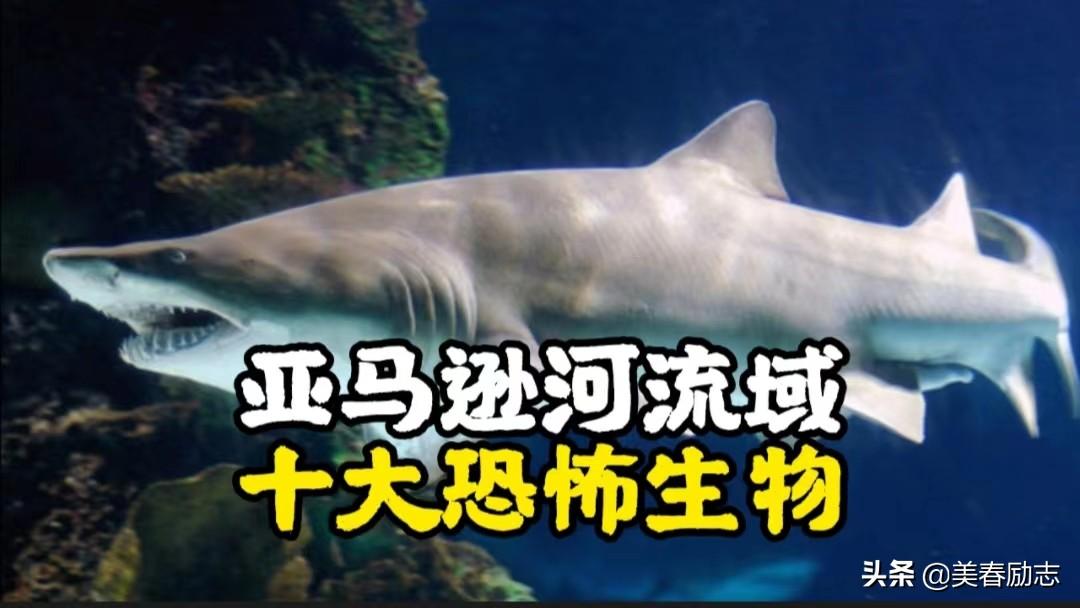 亚马逊河十大恐怖鱼类揭秘：为何无人敢下水游泳，致命威胁令人胆寒！