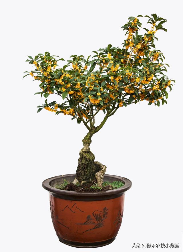 嫁接有哪两种方式，嫁接的方式有两种（桂花几月份嫁接）