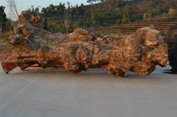 金丝楠木树苗适合哪些地方种植,金丝楠木树苗适合哪些地方种植小叶紫檀(树苗12元一株为何没人种植) 金丝楠木树苗适合哪些地方种植,金丝楠木树苗适合哪些地方种植小叶紫檀(树苗12元一株为何没人种植)