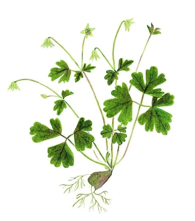 农村常见的花，凌巧分享篇41——这15种生活中常见的野花