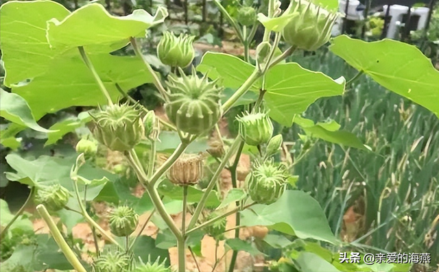 8090后童年的味道记忆中的零食，80后90后们你还记得几样