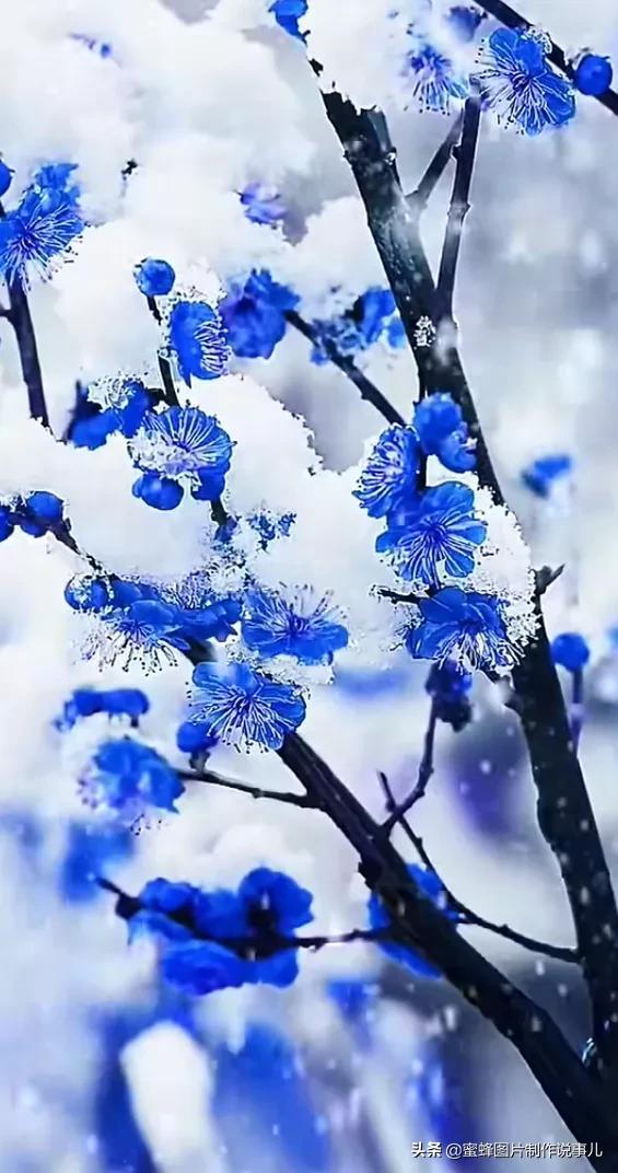 腊梅图片，一花一世界（腊梅图片）