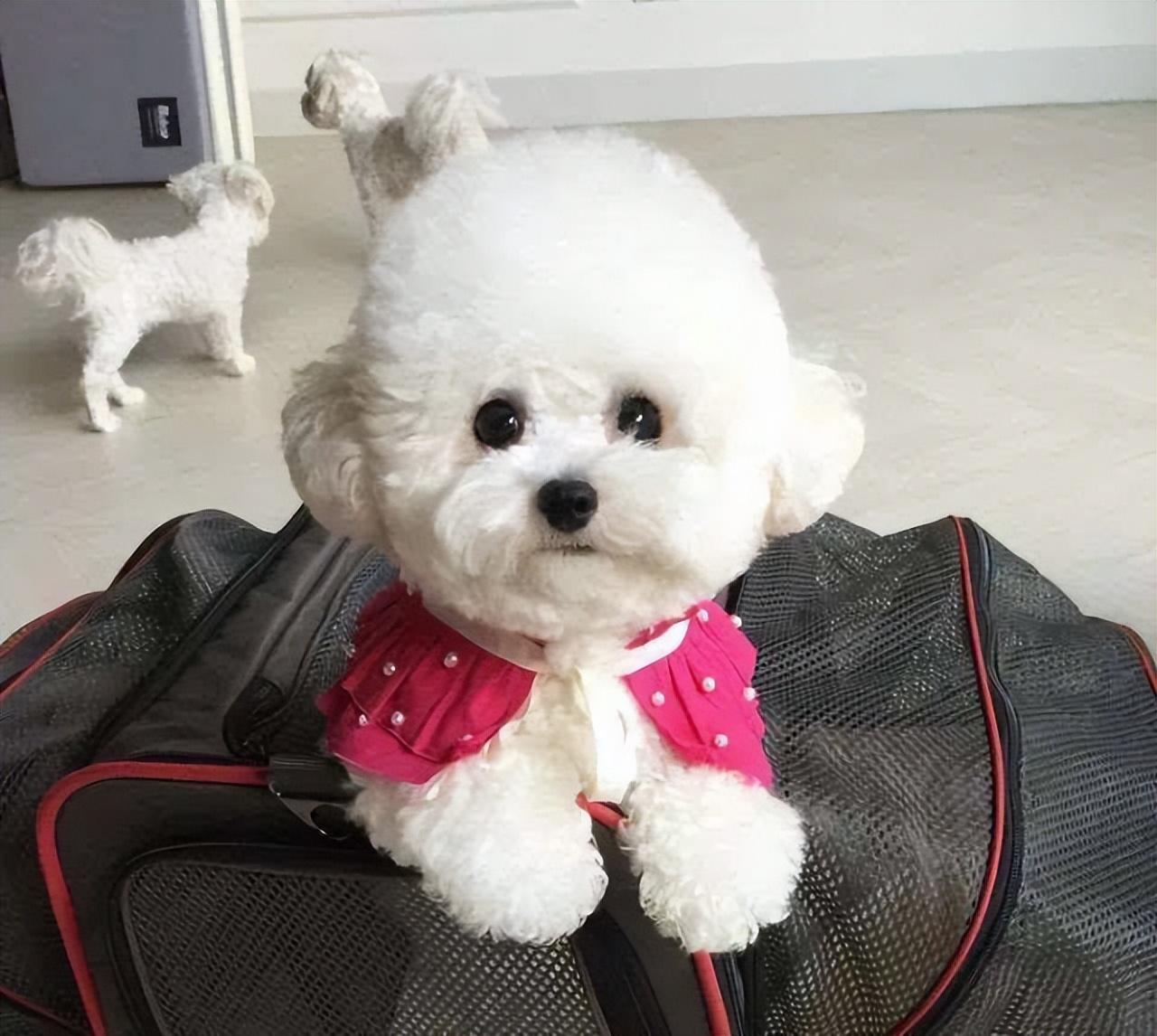 比熊犬好养活吗,养比熊犬麻烦吗(告诉你一个秘密:养狗)