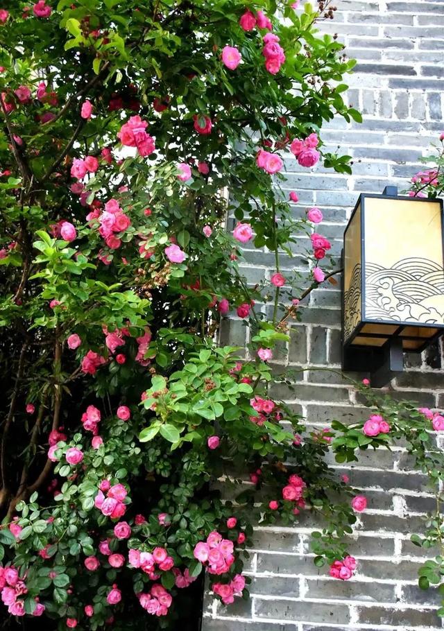 韩城本地特色美食，韩城市特产美食（韩城春游记）