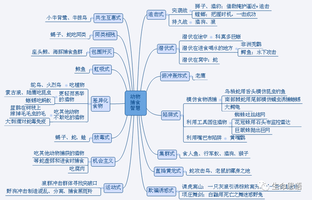 动物世界捕食技巧，27种动物捕食策略