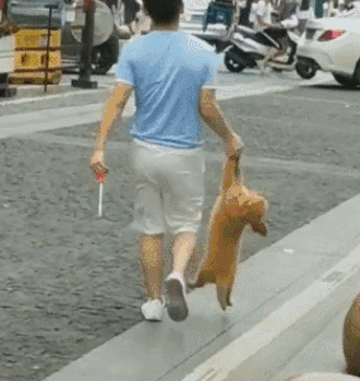 犬和狗有什么区别，犬与狗的区别（“养狗”和“不养狗”的区别）