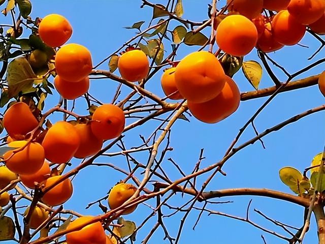 门前风水十大吉祥花，风水十大吉祥花排行（庭院里种“富贵树”）