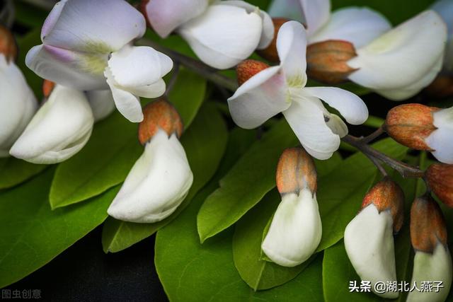 春天的花有哪些，春天21种可以食用的鲜花（一年四季都盛开的花是什么花）