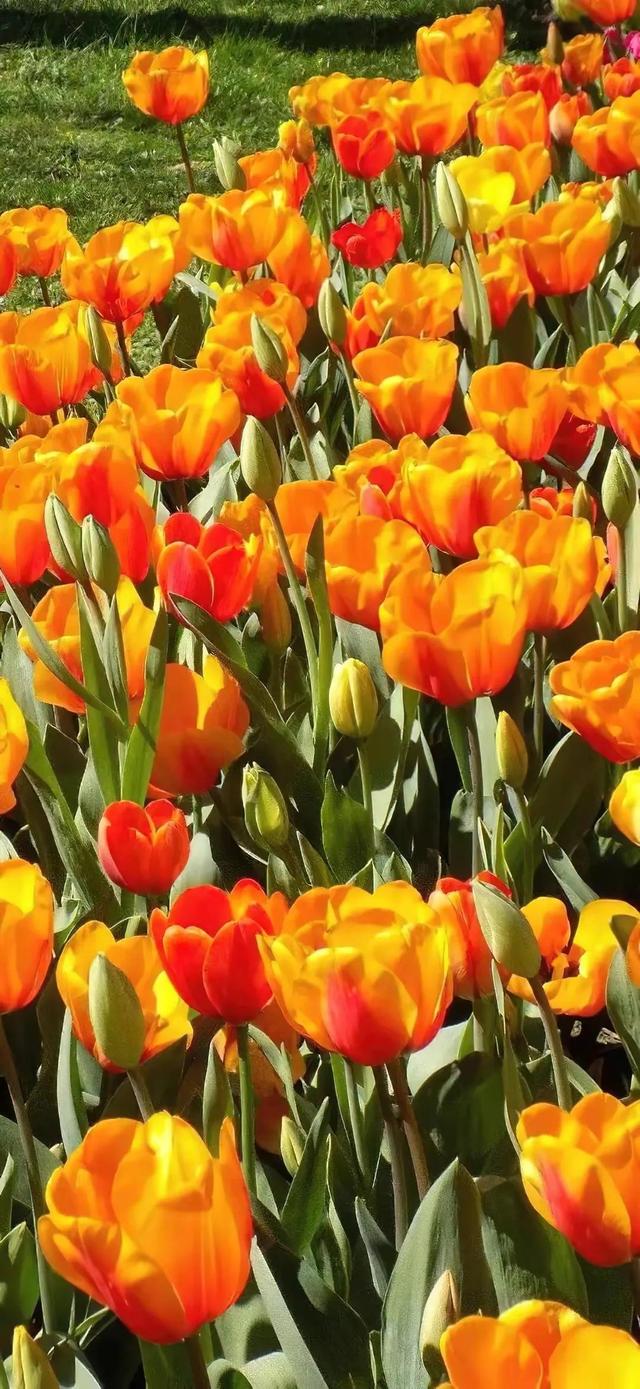 郁金香?可爱女头，微信头像，郁金香?可爱女头（ins风高清手机壁纸质感图片）