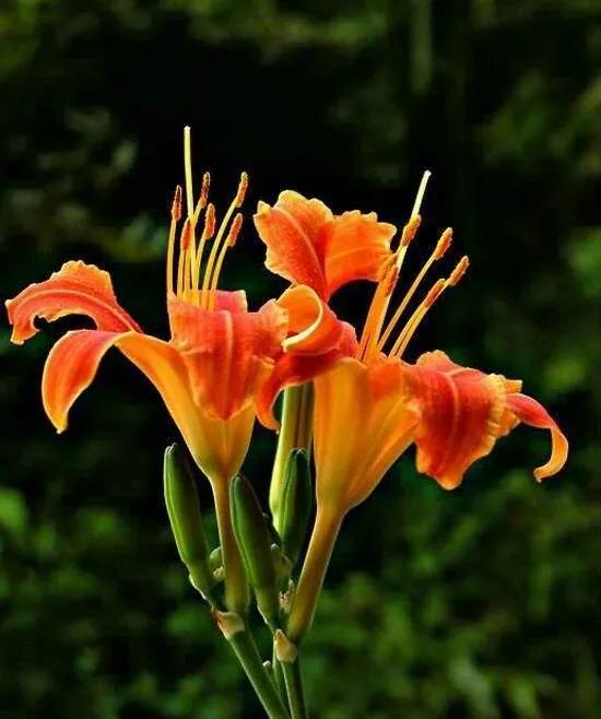 笑靥和笑魇的区别，笑魇如花还是笑靥如花（笑魇如花还是笑靥如花读音）