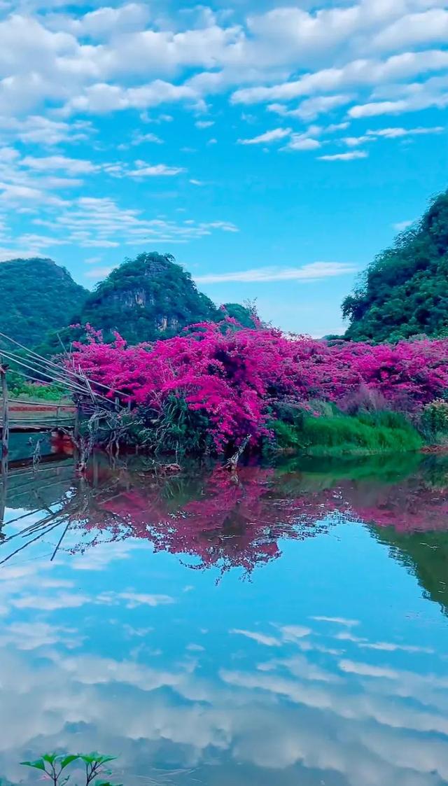 鲜花盛开与心情的美句，形容鲜花带来美好心情的句子（就像你用心雕琢出曼妙字句）