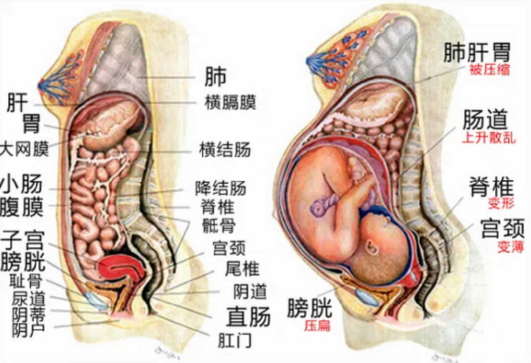 身体器官图(全身器官分布图)