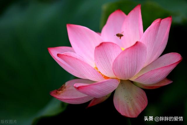 看淡生死的句子，看透生死经典句子（一切随缘；看淡人心）