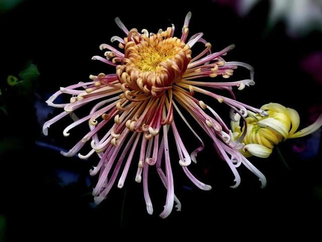 重阳节和菊花有什么关系，重阳节菊花代表什么意思（重阳节与菊花）