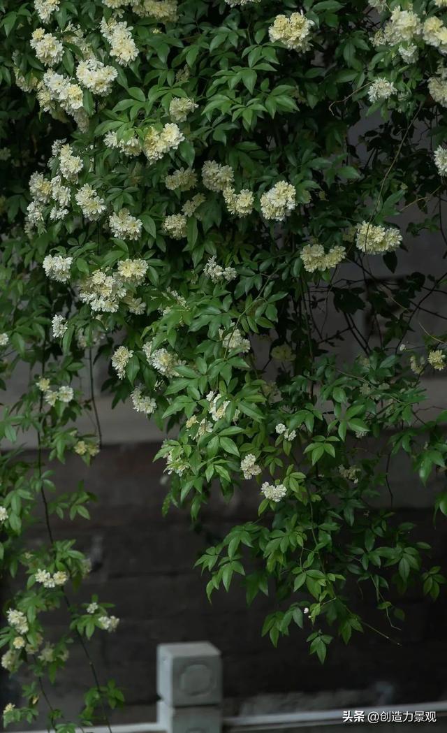 木香花是什么，木香花是什么样子的（美色不逊月季的爬藤植物——木香花）