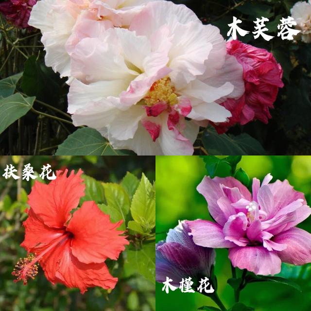 木莲（木莲世家），水莲花尽木莲开——木芙蓉（木莲木莲文章）