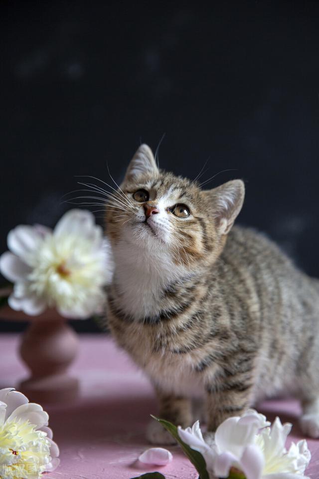 猫发的情的周期有几天，如何判断猫猫发情