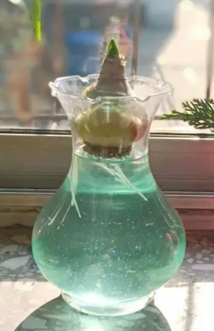 郁金香可以水培吗，郁金香水培的正确方法教程（让你在春节观赏到多彩的水培郁金香）