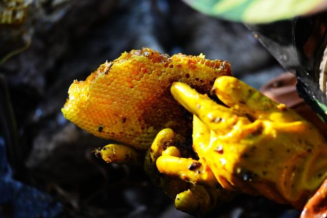 怎样选择正宗的蜂蜜，最全的蜂蜜辨别真假的方法