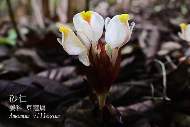 姜的种类和功效，姜的种类和功效和作用（12种姜科的辛香料）