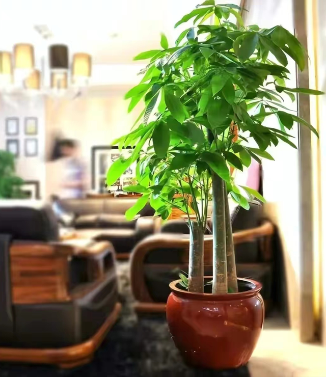 家养大叶藤蔓花，6种大叶花,家里放一盆,高档大气,喜庆吉祥空气好