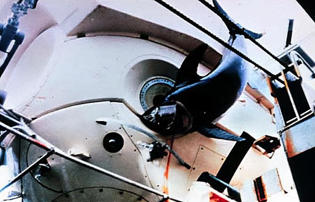 虎鲸和蓝鲸谁厉害，虎鲸vs巨齿鲨vs蓝鲸哪个会赢（深海最凶狠的动物）