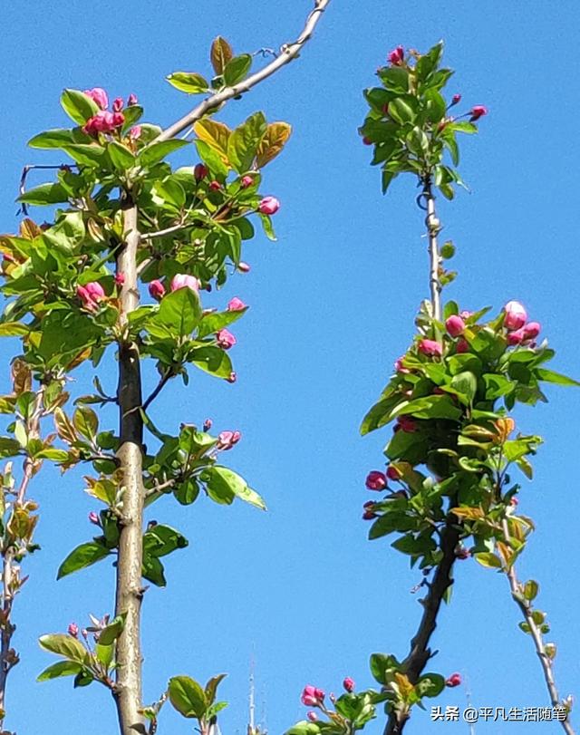 为什么喜欢春天，我为什么喜欢春天作文600字（春天是我喜欢的季节）