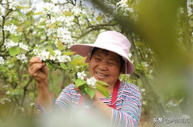 黄花风铃木寓意，龙马潭已变成花花世界