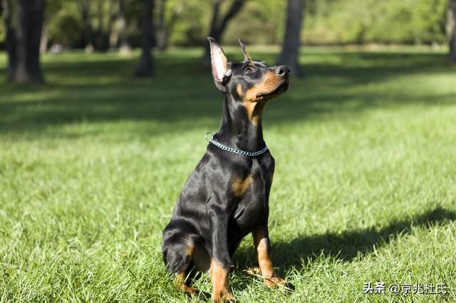 成年杜宾犬多少钱一只 杜宾犬成年以后有多长多高