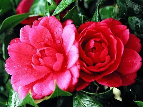 春天的花代表，春天的花代表什么（<一>君子兰、杜鹃、茶花、梅花、长寿花）