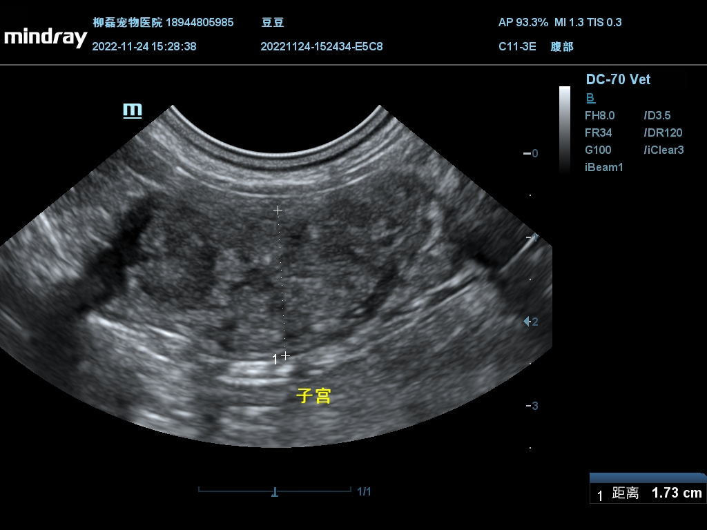 泰迪狗腹部积水成活率多少（泰迪腹水怎么办）