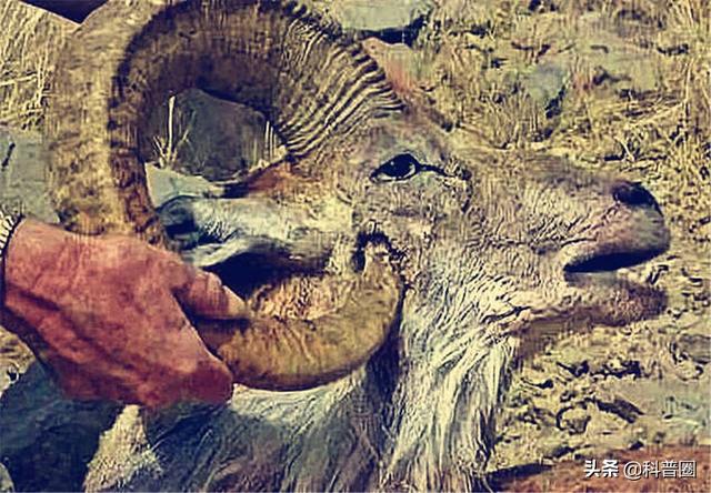 公牛真鲨百科介绍，死法最憋屈的动物