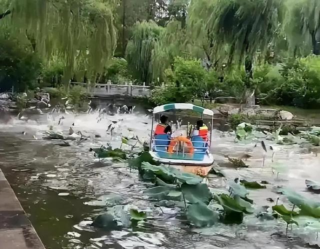 鱼儿为什么会游，鱼为什么能在水里游（湖北荆州一地出现大规模鱼群跳跃水面）