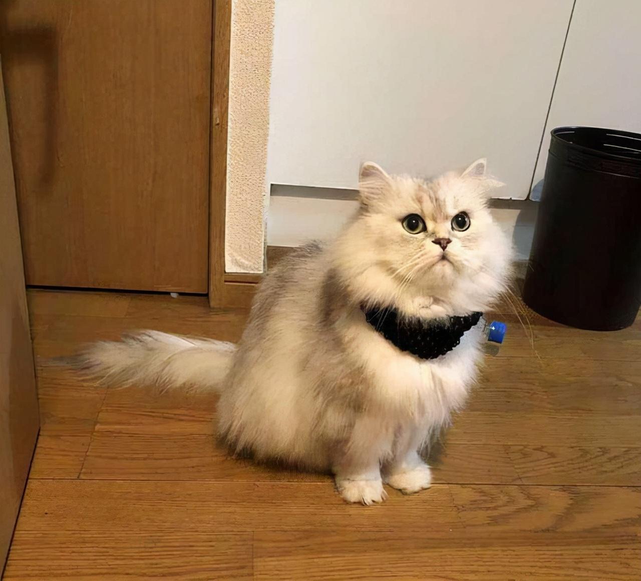 黑色折耳猫多少钱一只(被网友列入) - 价格百科