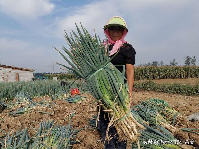 3的立方根是多少，3的3次方是多少（才能让蔬菜长得好、产量高、收益高）
