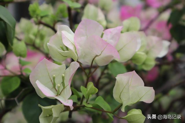 光叶子花的寓意，花语是热情、坚韧不拔、顽强奋进