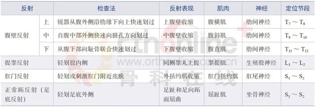 脚踵是哪个部位图解，脚踵是什么部位（一文掌握脊柱损伤相关的神经系统检查）