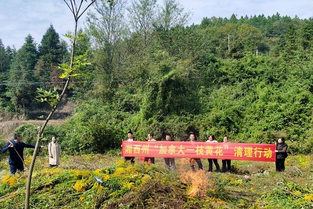 贵阳市花是什么花，贵阳市市花为什么是兰花（贵阳惊现“恶魔之花”）